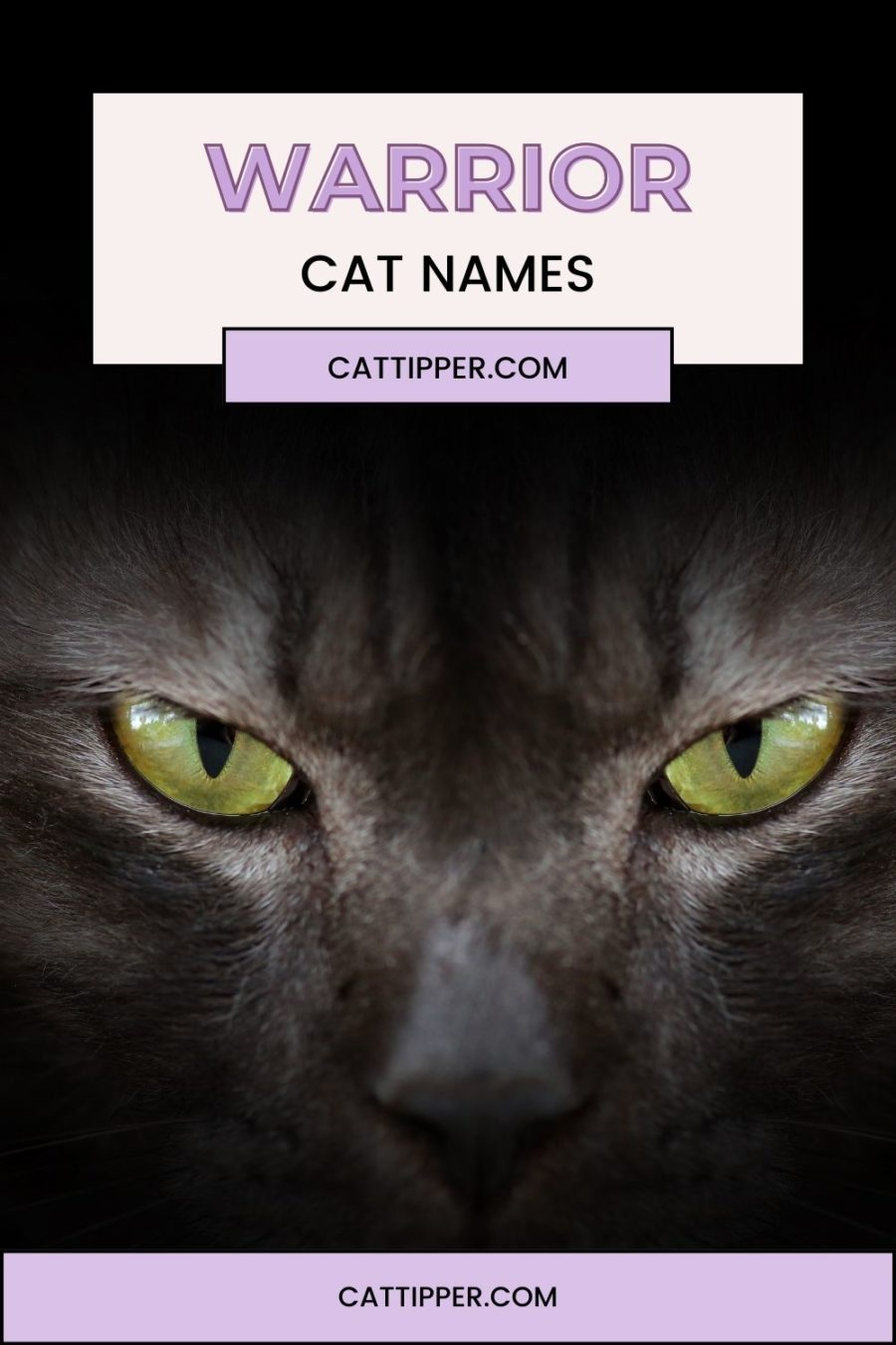 Warrior Cat Names & How to Make One for Your Cat!